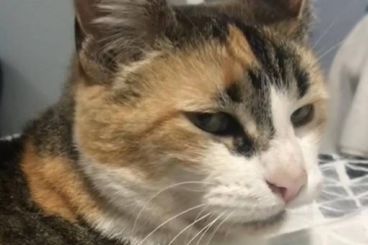 TikTok: Gata ataca a su dueña cuando la escucha cantar