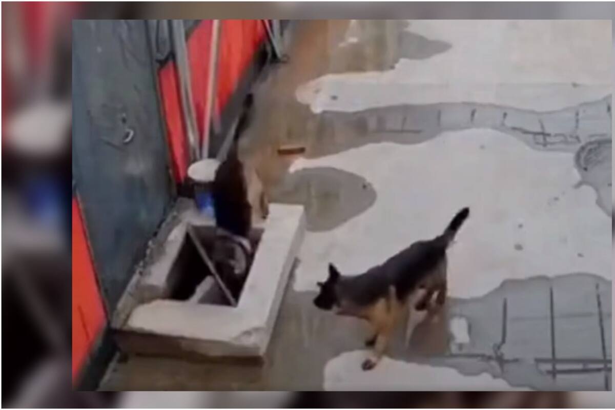 VIDEO: Un par de pastores alemanes se vuelven virales tras sufrir una inesperado suceso