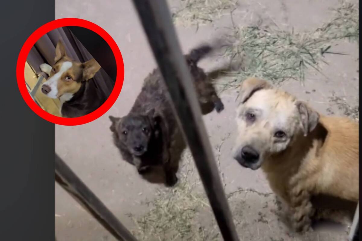 TIKTOK: Perritos hacen presión para que su amigo castigado salga a jugar