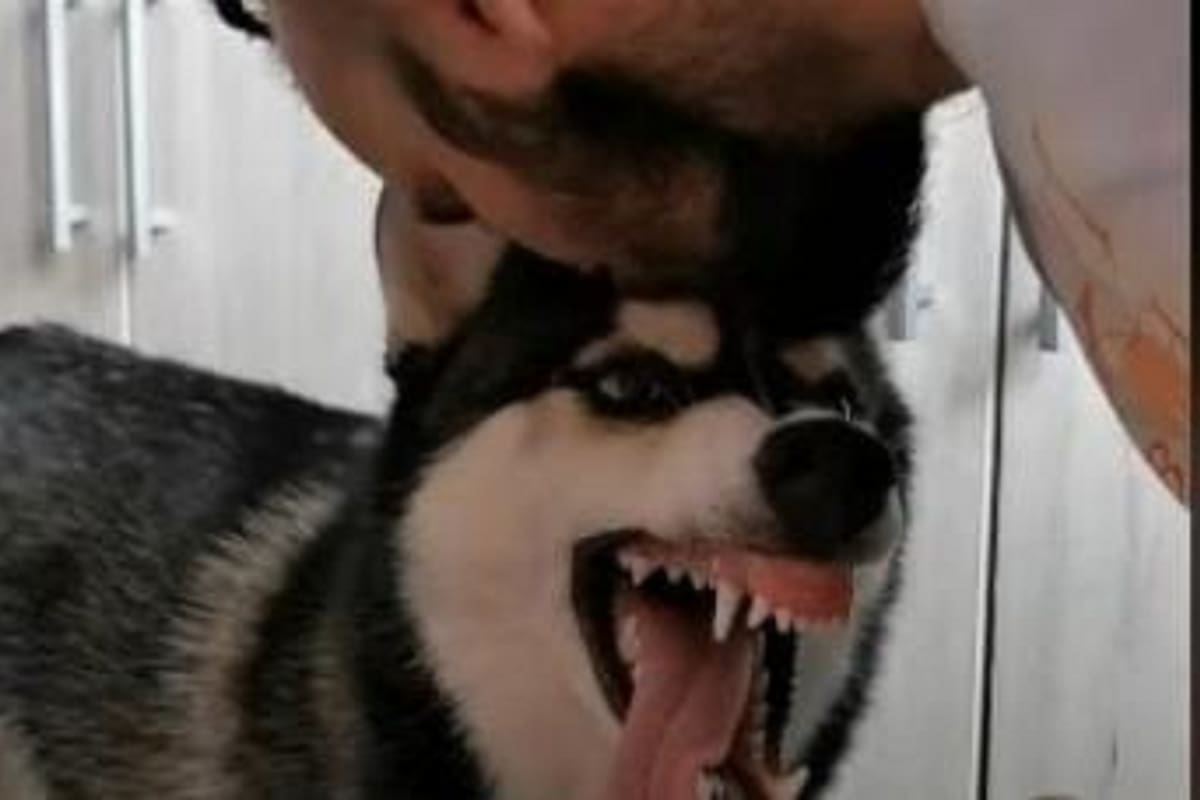VIDEO VIRAL: Así es la divertida reacción de este perrito cuando su dueño lo besa