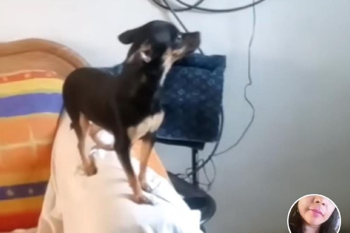 Perrita se vuelve viral en TikTok por su reacción al ver llegar a su dueño