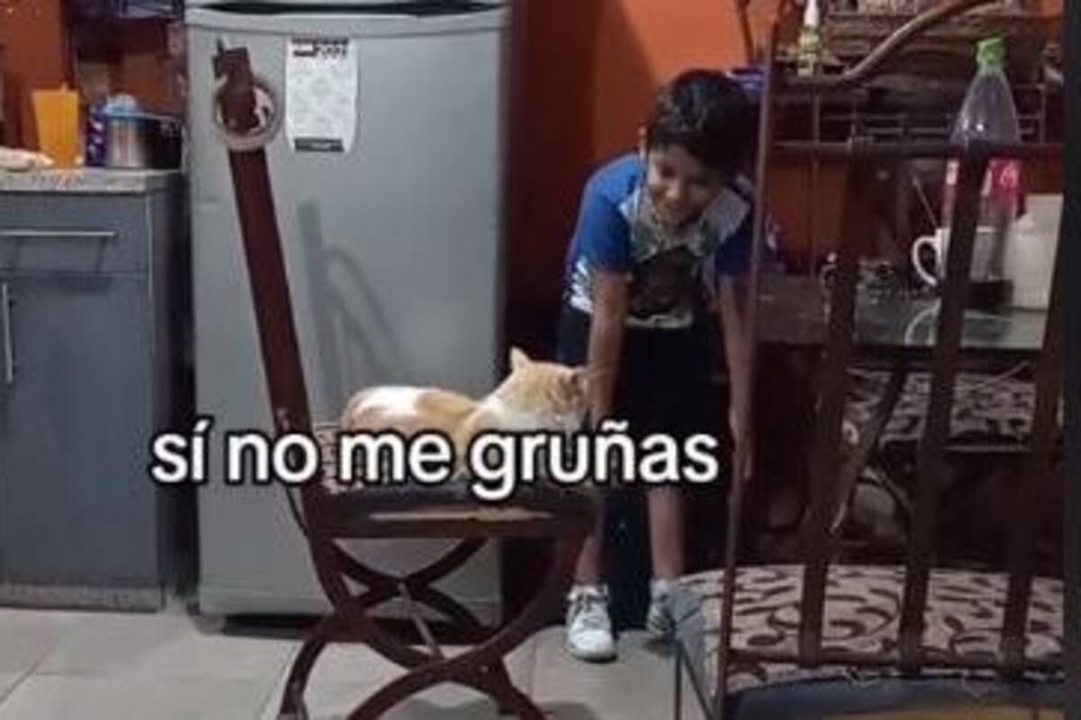 VIRAL: Niño y su gato se pelean por una silla