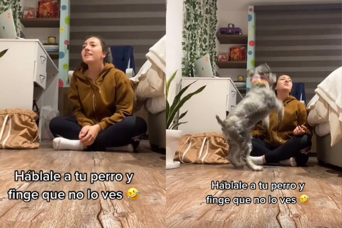 TikToker le habla a su perro y finge que no lo ve; su reacción se vuelve viral