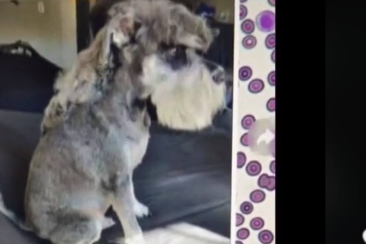 TikTok: Perrito se vuelve viral por traer el peinado de Peso Pluma