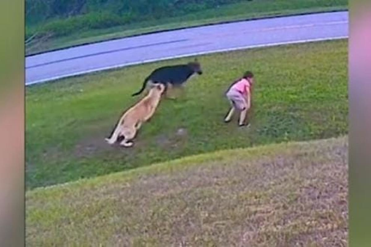 VIDEO VIRAL: Perrito defiende a su pequeño dueño del ataque de otro perro