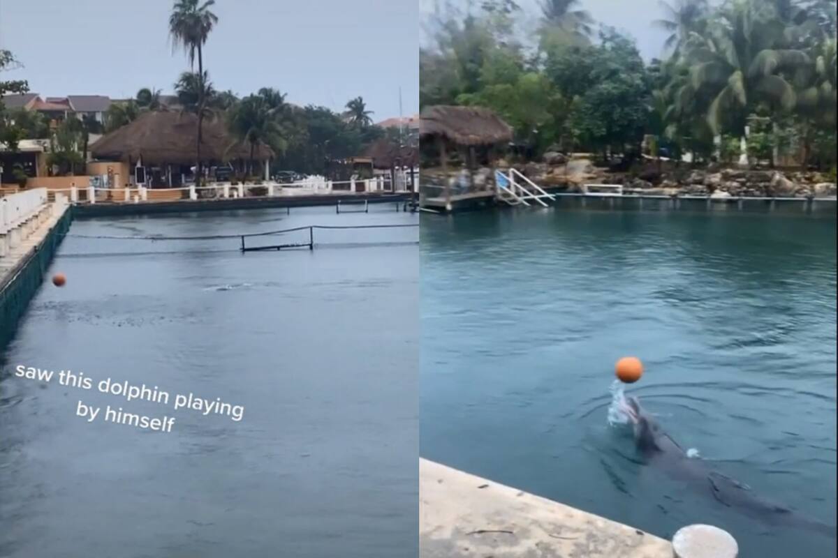 VIDEO: Delfín es captado jugando a la pelota solo