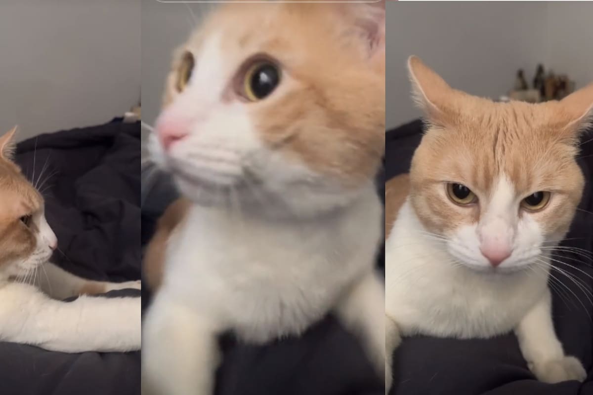 Itatí Cantoral cantando "La Guadalupana" desata reacciones hasta en los gatitos