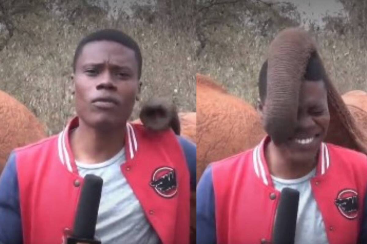 Reportero es interrumpido por un juguetón elefante: VIDEO