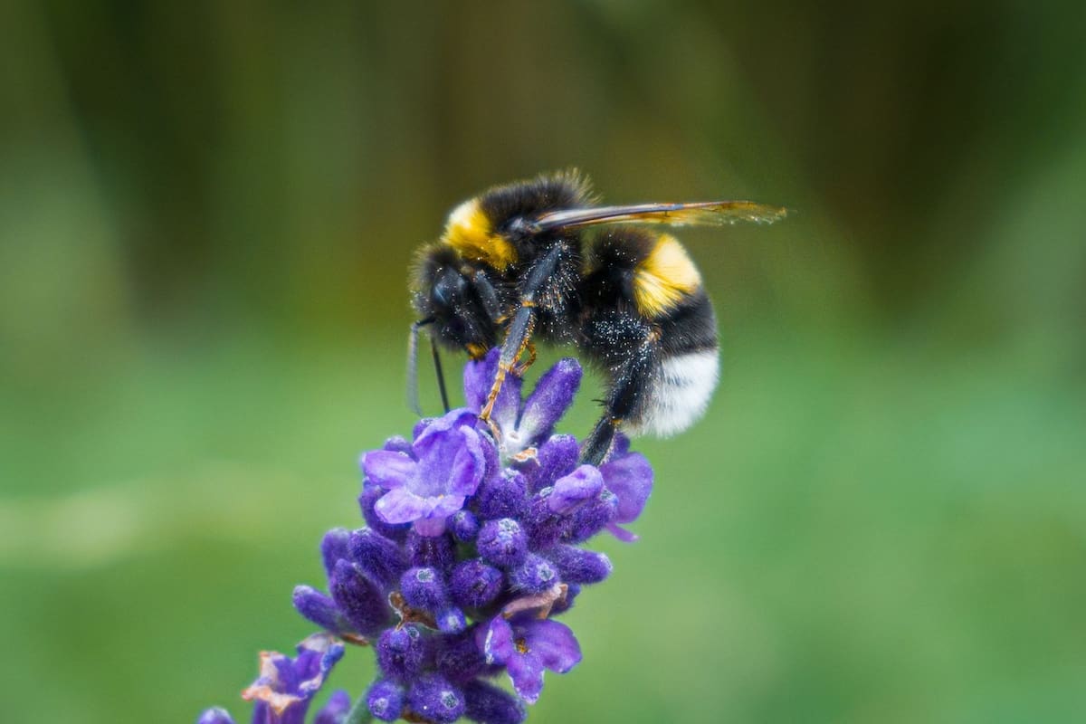 Investigadores finlandeses evidencian que el empleo de insecticidas en terrazas disminuye drásticamente el retorno de abejorros a sus colmenas, bajando del 37% al 5% debido a la afectación de los piretroides en su sistema de navegación