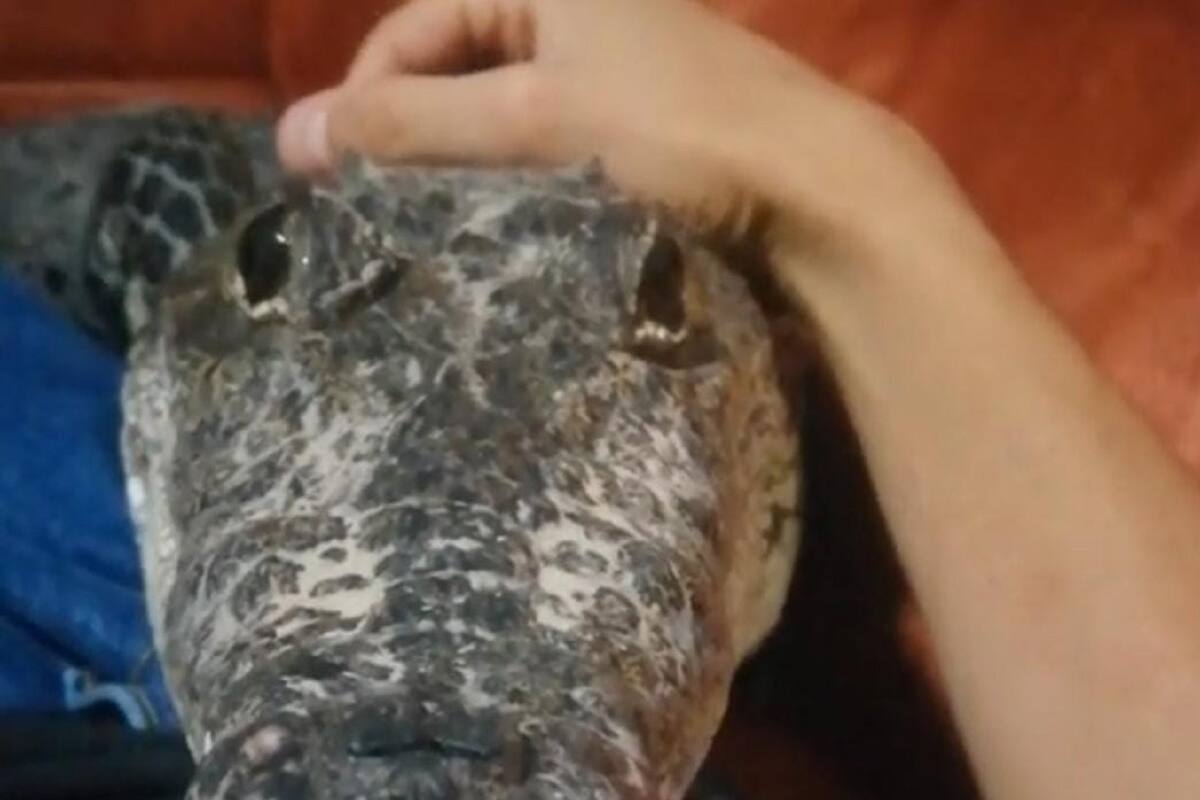 VIDEO VIRAL: Hombre tiene un cocodrilo de mascota y lo trata como si fuera un perrito