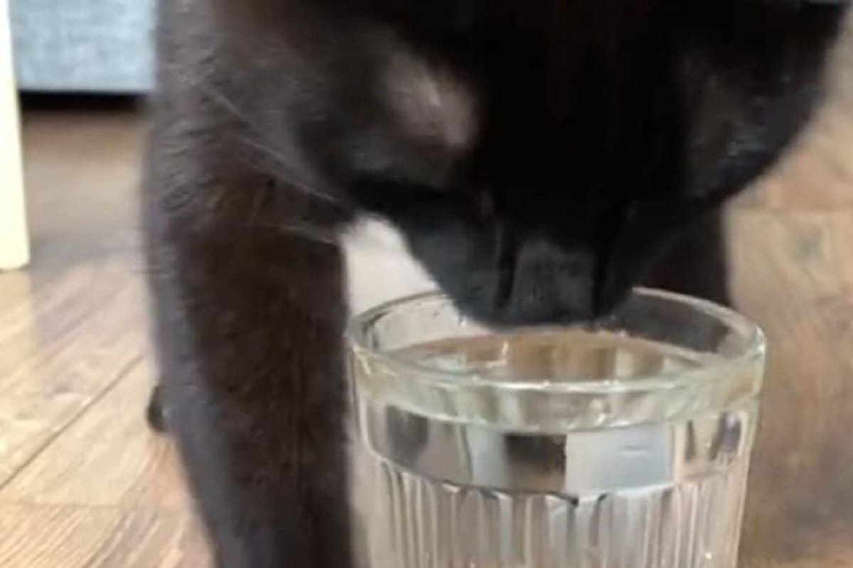 TikTok: Gatito hace divertido “baile” antes de tomar agua