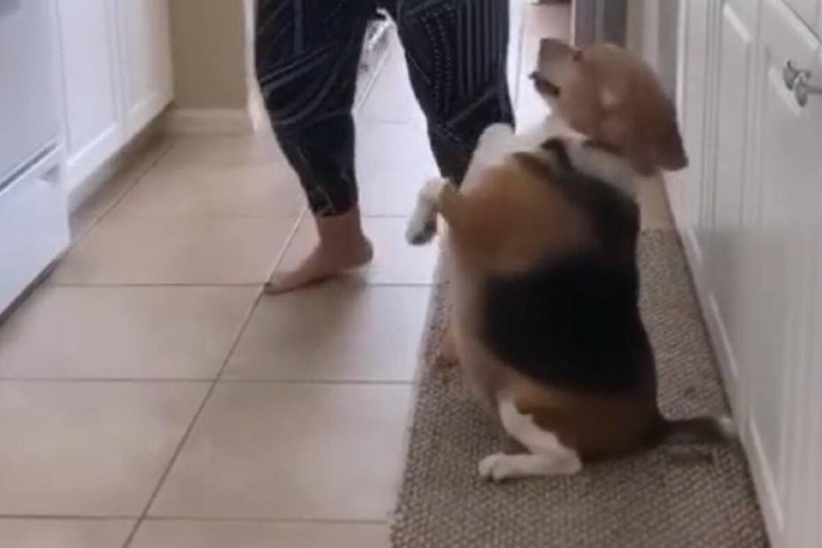 Perrito se vuelve viral al sacar sus mejores pasos de baila junto a su dueño
