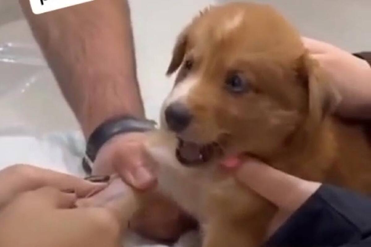 Cachorrito genera ternura en TikTok por su reacción antes de recibir una inyección