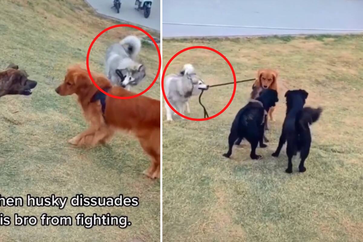 VIDEO VIRAL: Husky detiene a su "hermano" de pelear contra manada de perros