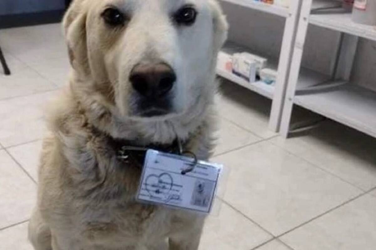 Perrito de la calle es contratado como vigilante en farmacia de Pachuca