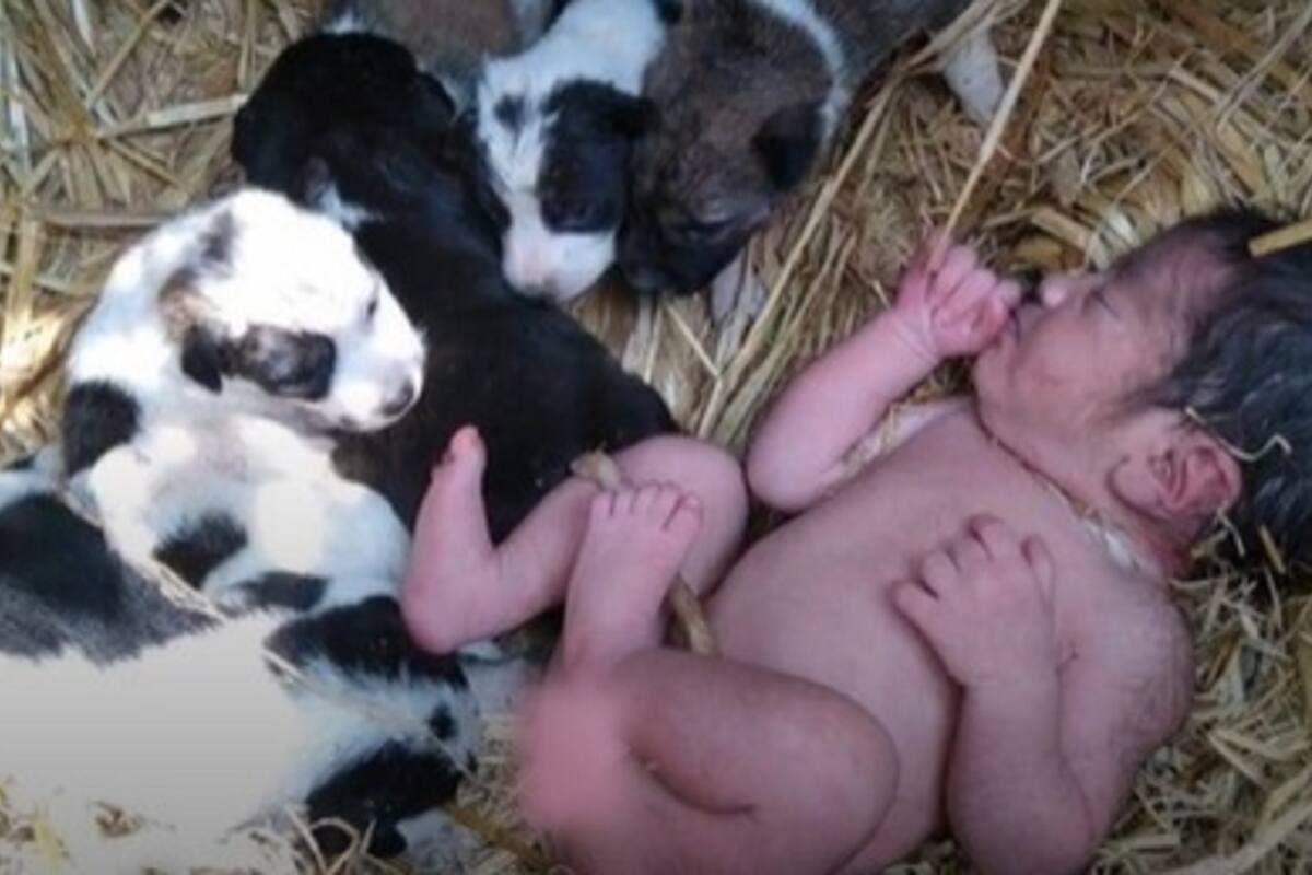Cachorritos protegen del frío a bebé abandonado en el campo y se viral