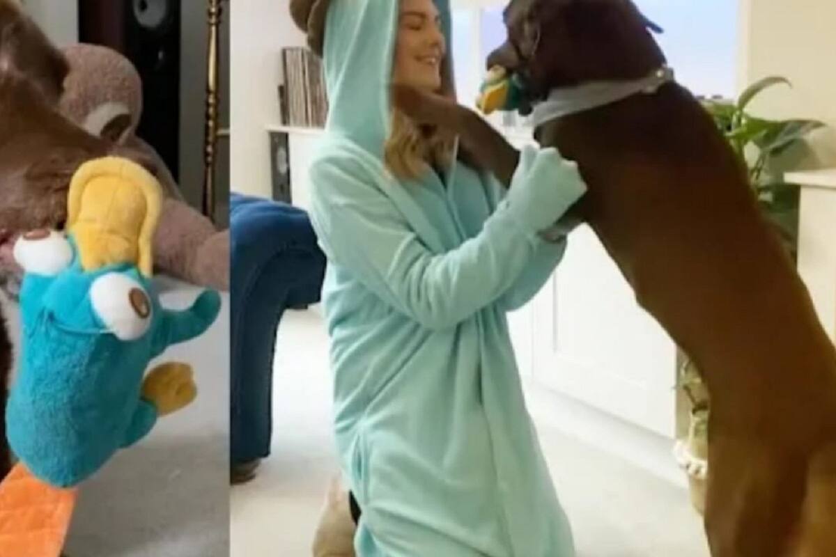 Mujer se viste del juguete favorito de su perro y así fue como reaccionó