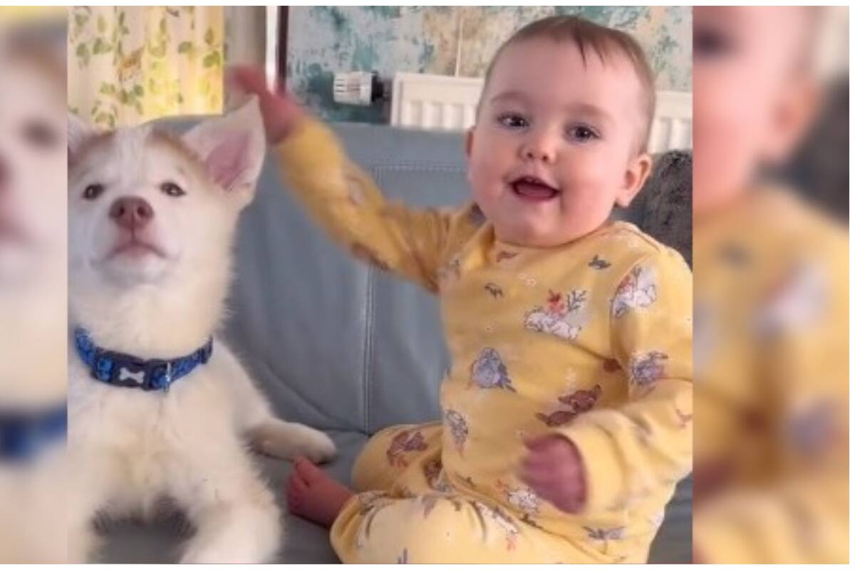 Una dulce amistad entre una bebé y un perrito conmueve a las redes sociales