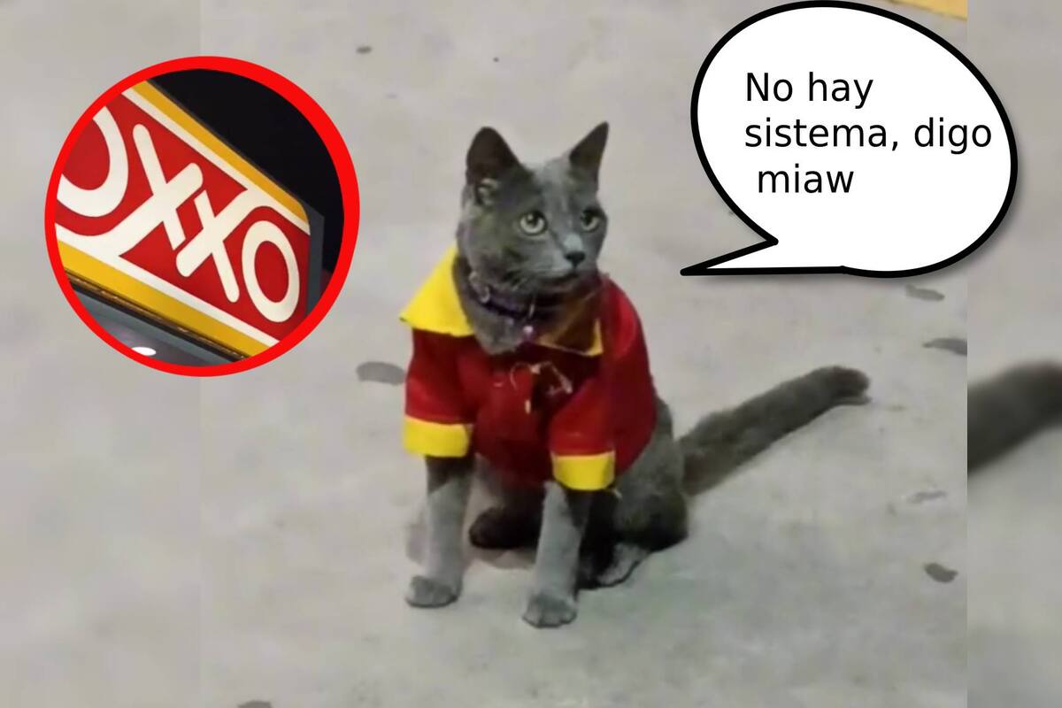 VIDEO: Si creías haberlo visto todo, te falta ver al gatito cajero de "OXXO"