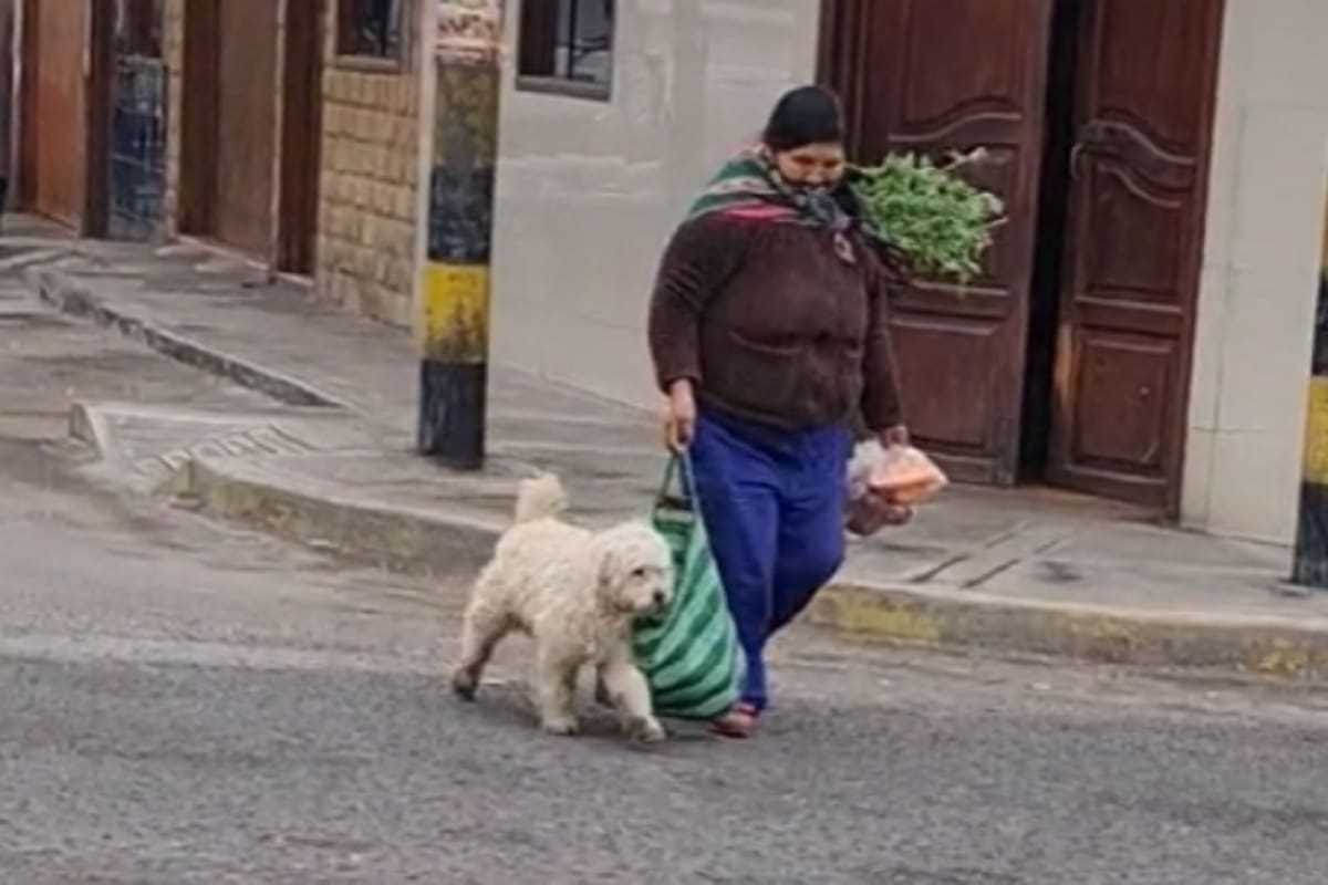 VIDEO VIRAL: Perrito conmueve al ayudar a señora a cargar bolsa de mandado