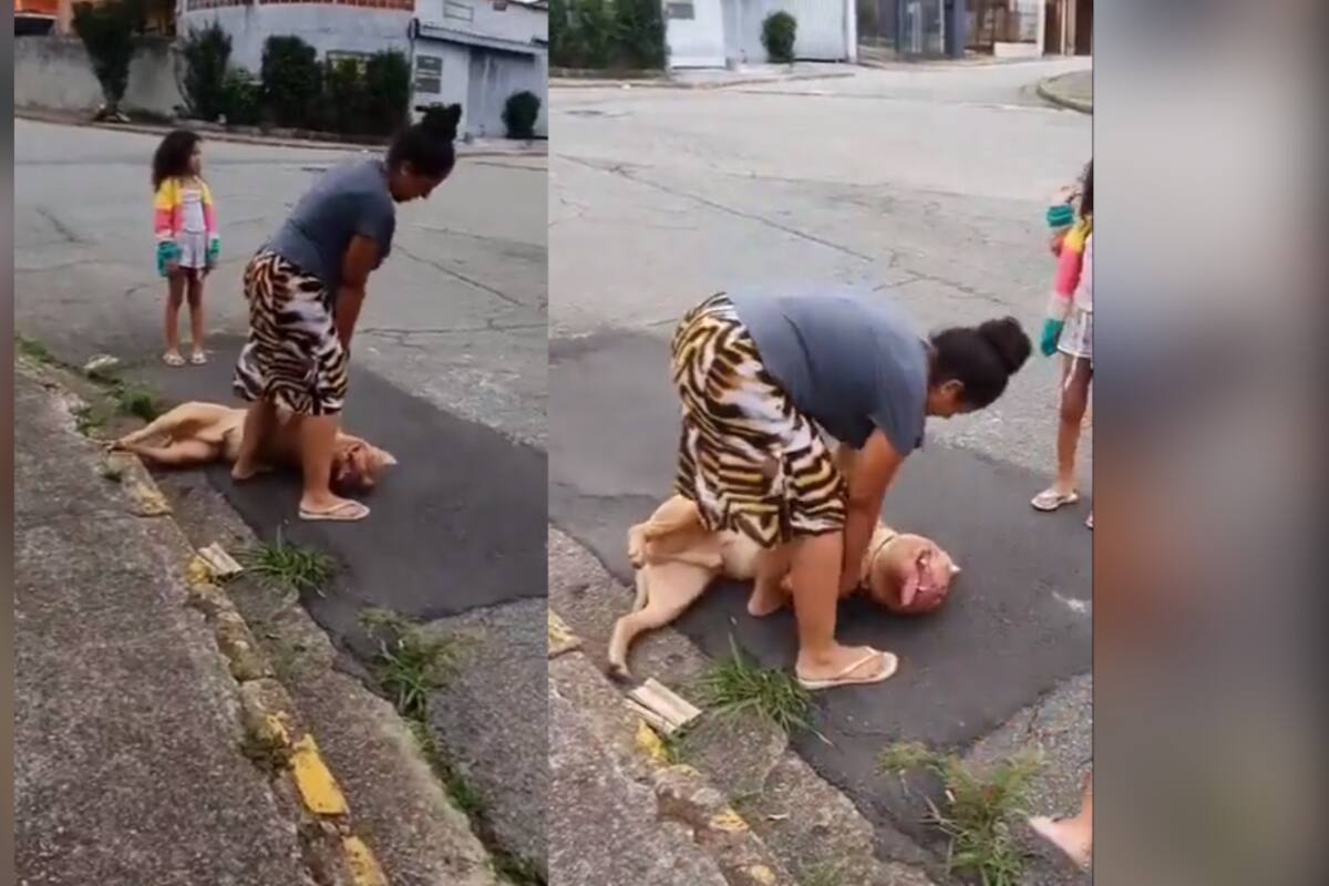 VIRAL: este pitbull finge estar dormido para que sus dueños no lo regresen a casa