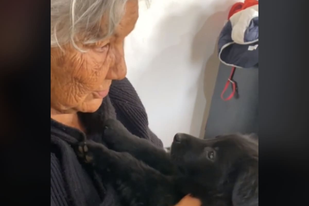TikTok: Perrito reacciona a regaño de abuelita