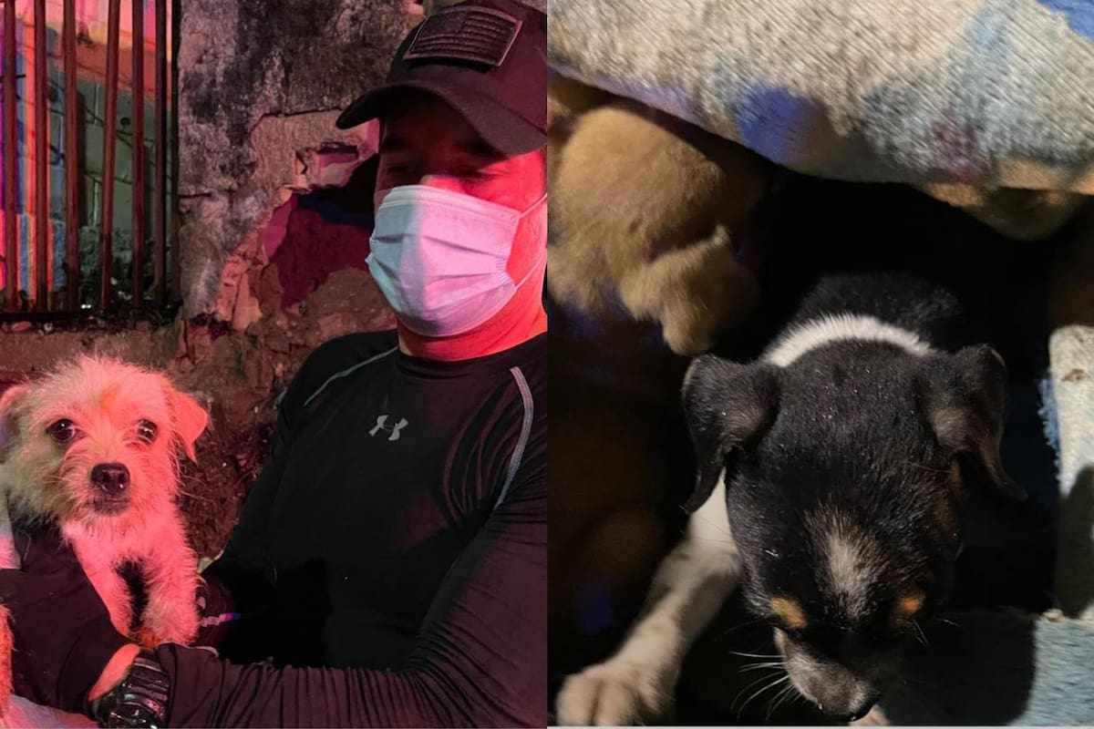 Bomberos rescatan a más de 15 perritos de una casa que se derrumbó tras fuerte lluvia