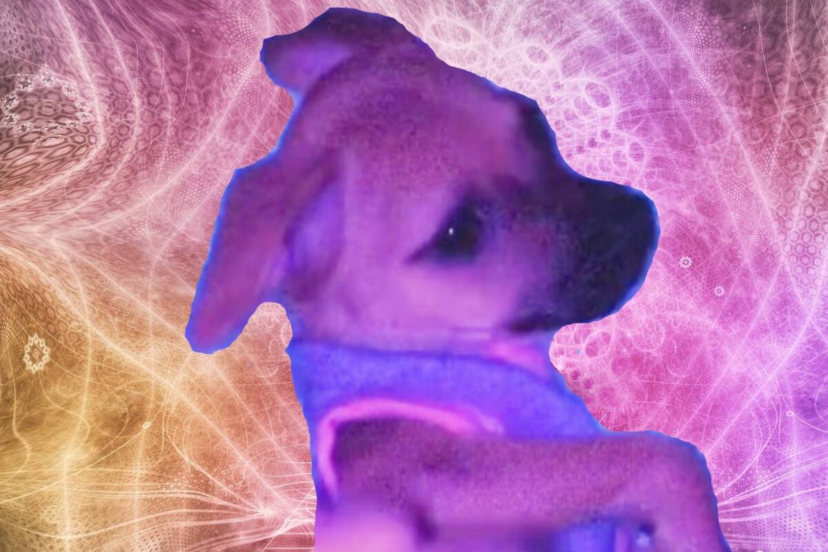 VIDEO: Cachorrita se come un 'muffin espacial' y se da el viaje de su vida