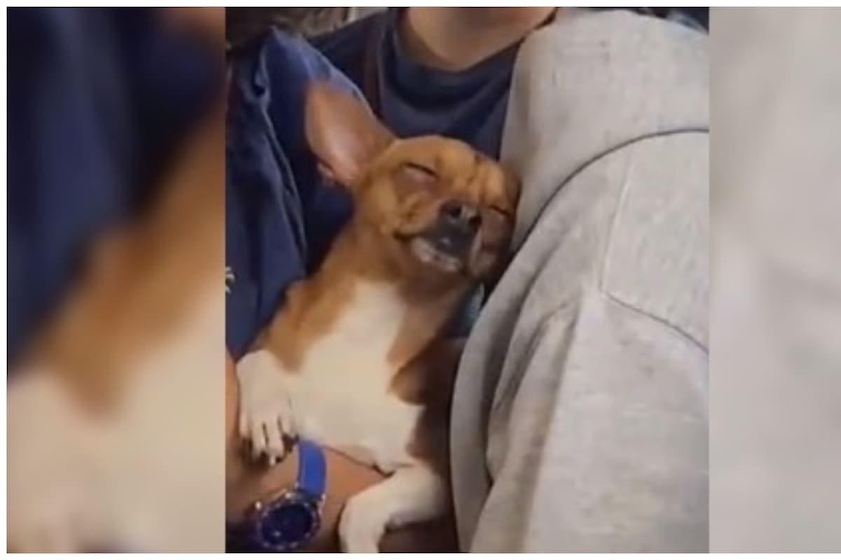 Un perrito chihuahua se queda dormido en el metro y roba corazones de usuarios en TikTok