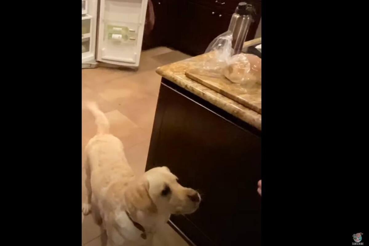VIRAL: Perro hace caso a su dueña y le "lleva" una cerveza