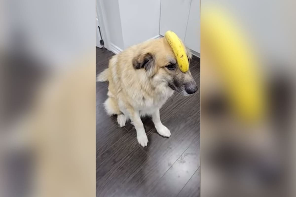Perrito muestra su gran equilibrio sosteniendo un plátano perfectamente en su cabeza