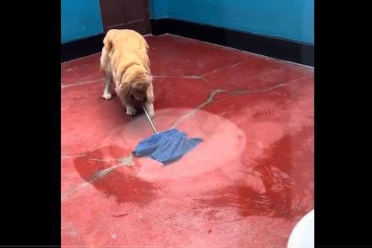 VIDEO: Perrito se pone a trapear su casa y enternece al internet