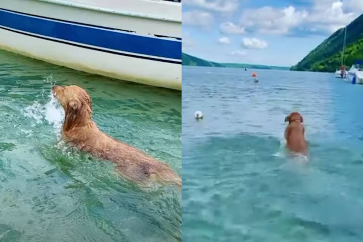 Perrito enternece las redes al nadar como delfín