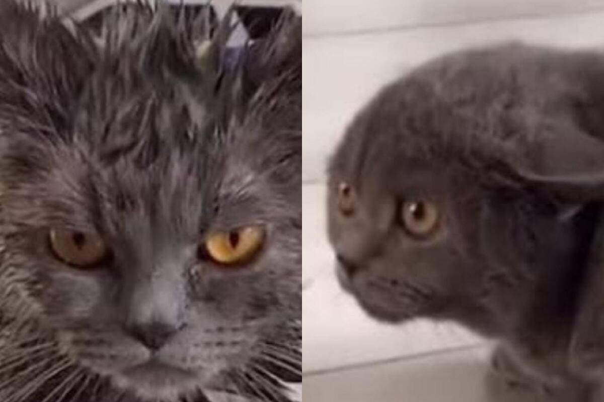 VIDEO VIRAL: Este gatito no logró reconocer a su hermano después de que lo bañaron