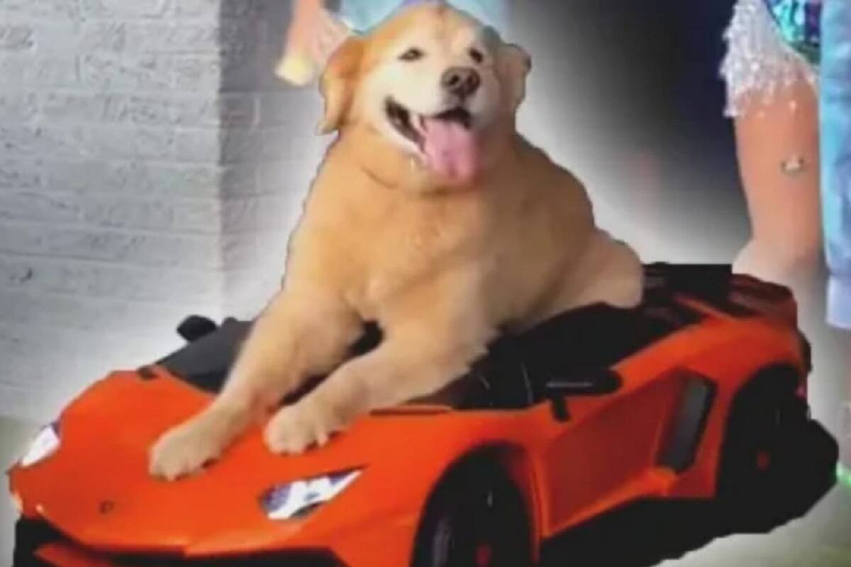 VIDEO VIRAL: Perrita celebra a lo grande su cumpleaños número 11 en su propio carrito
