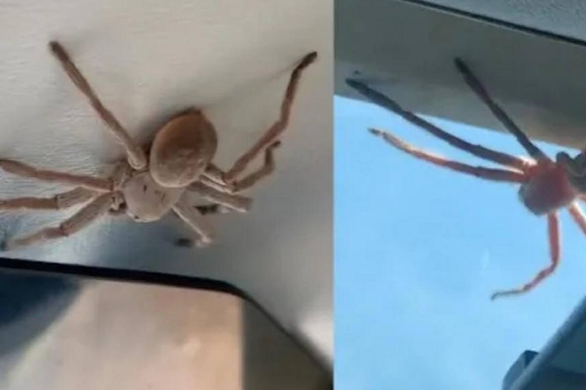 VIDEO VIRAL: Piloto logra aterrizar un avioneta con una horrible y enorme araña