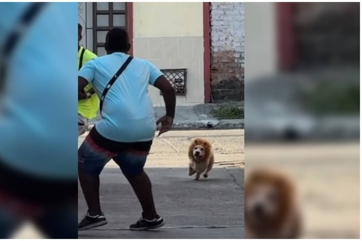 Un "feroz" perrito se vuelve viral al cómplice de una broma que casi infarta a un hombre