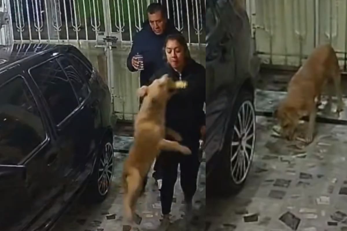 VIDEO: Perrito le roba el elote a su dueña en un adorable acto de travesura