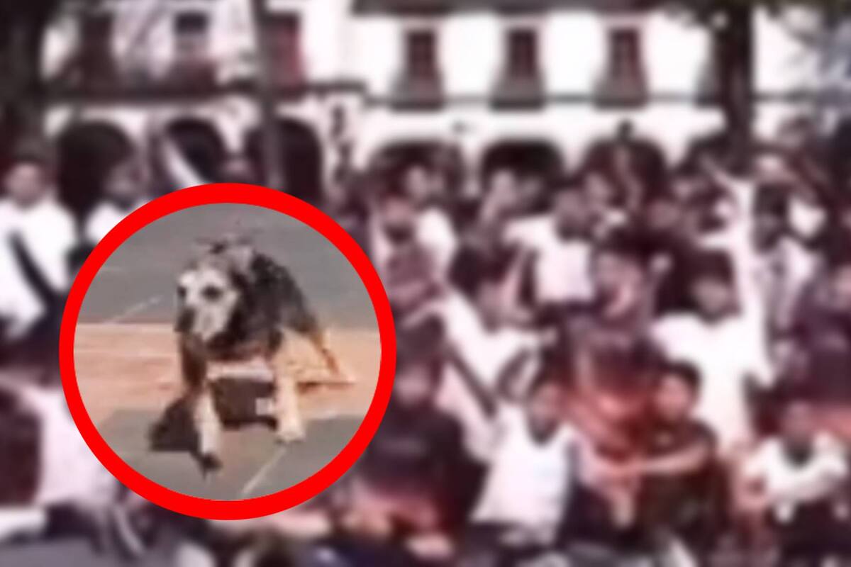 VIRAL: Por andar de metiche un perrito se llevó el susto de su vida