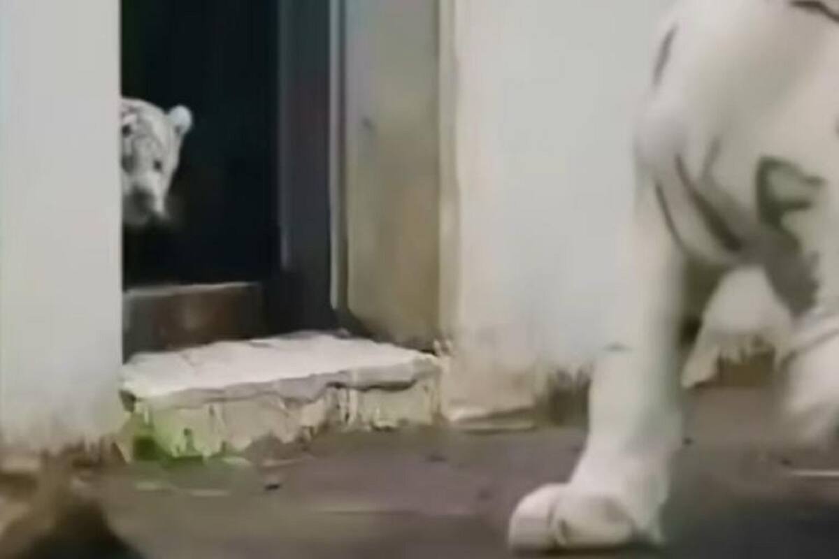 Cachorro de tigre enternece en TikTok al dar gran susto a su madre