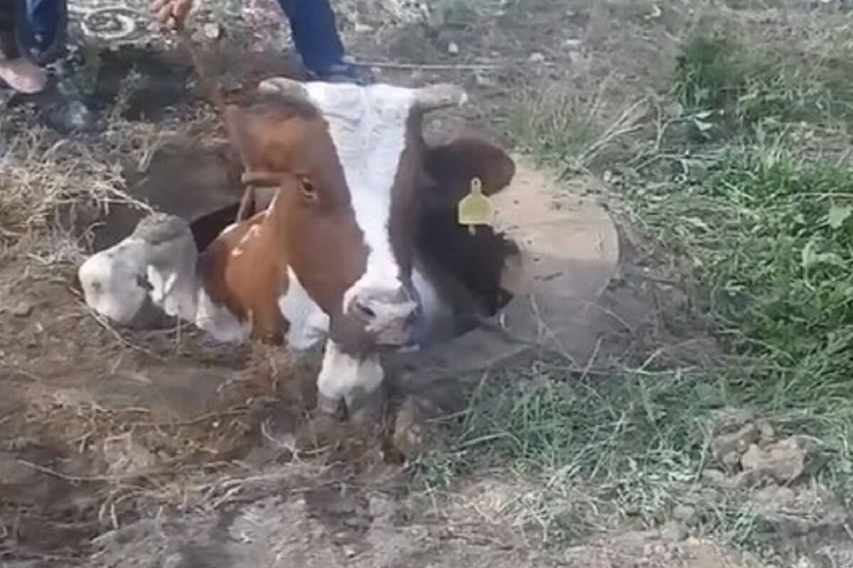 VIDEO VIRAL: ¡Pobrecita! Vaca cae a un pozo y hombres la sacan con maquinaria pesada