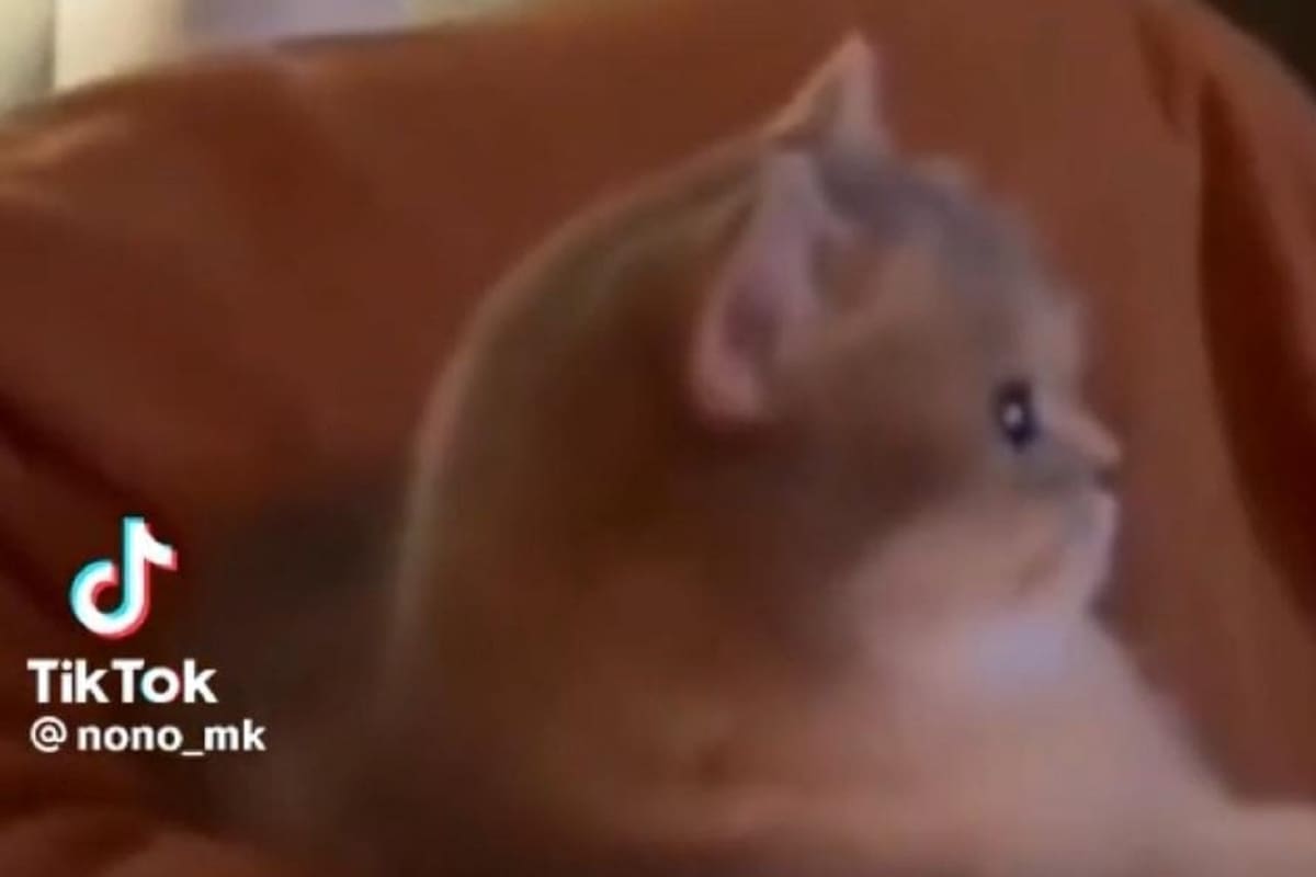 Así reaccionó este gato luego de que su dueño le apagara la tele