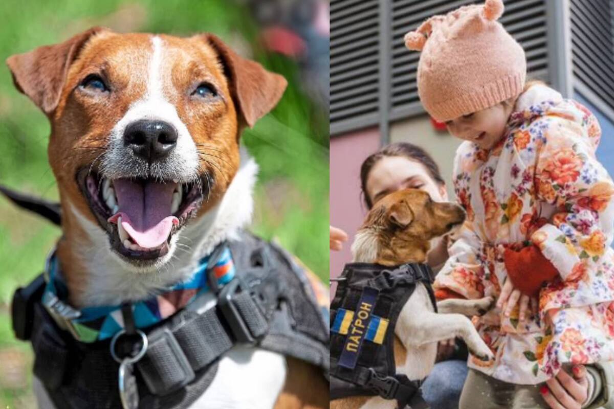 "Patrón", el héroe perrito que detecta bombas en la guerra de Rusia contra Ucrania