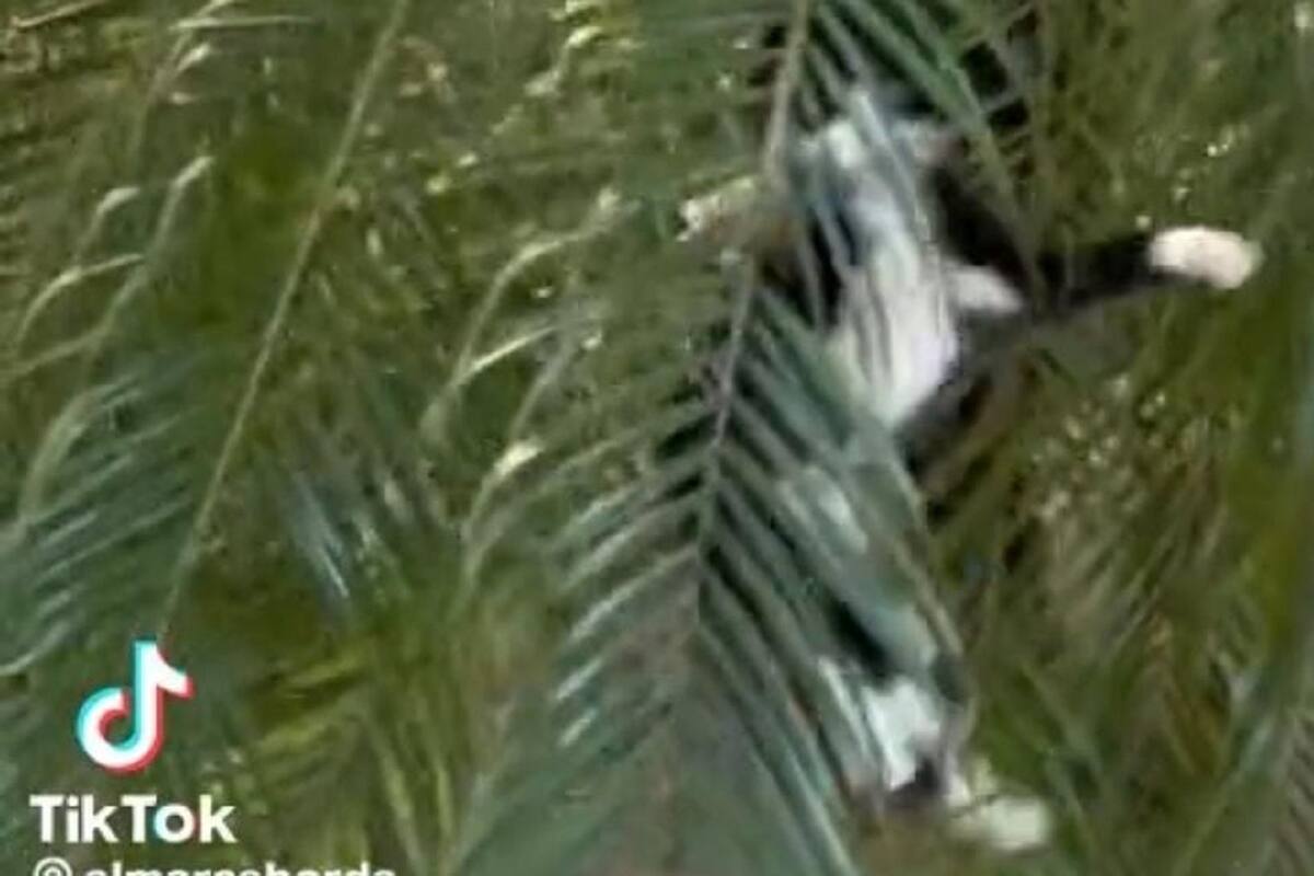 TikTok: Gatito se esconde para asustar a la gente
