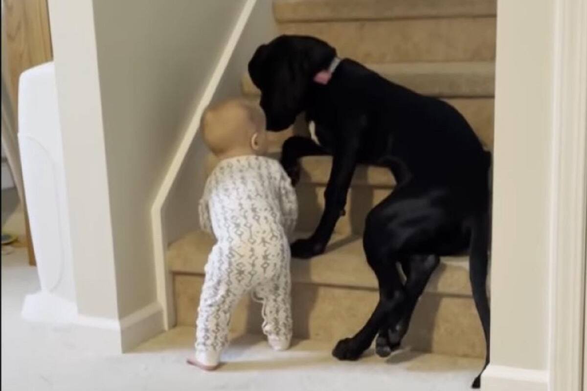 Perrito se asegura de que el bebé de la familia no suba por las escaleras