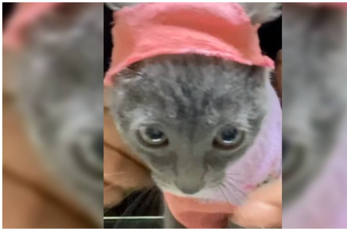 Una adorable michi se roba todas las miradas con su outfit único y sus movimientos graciosos