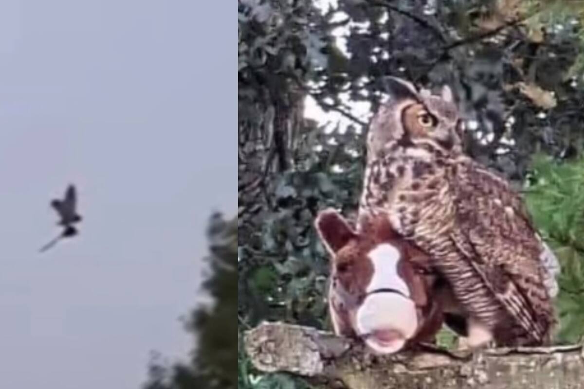 Búho atemoriza a la población al pasear en caballito de palo por los aires; ¡Creían que era una bruja!