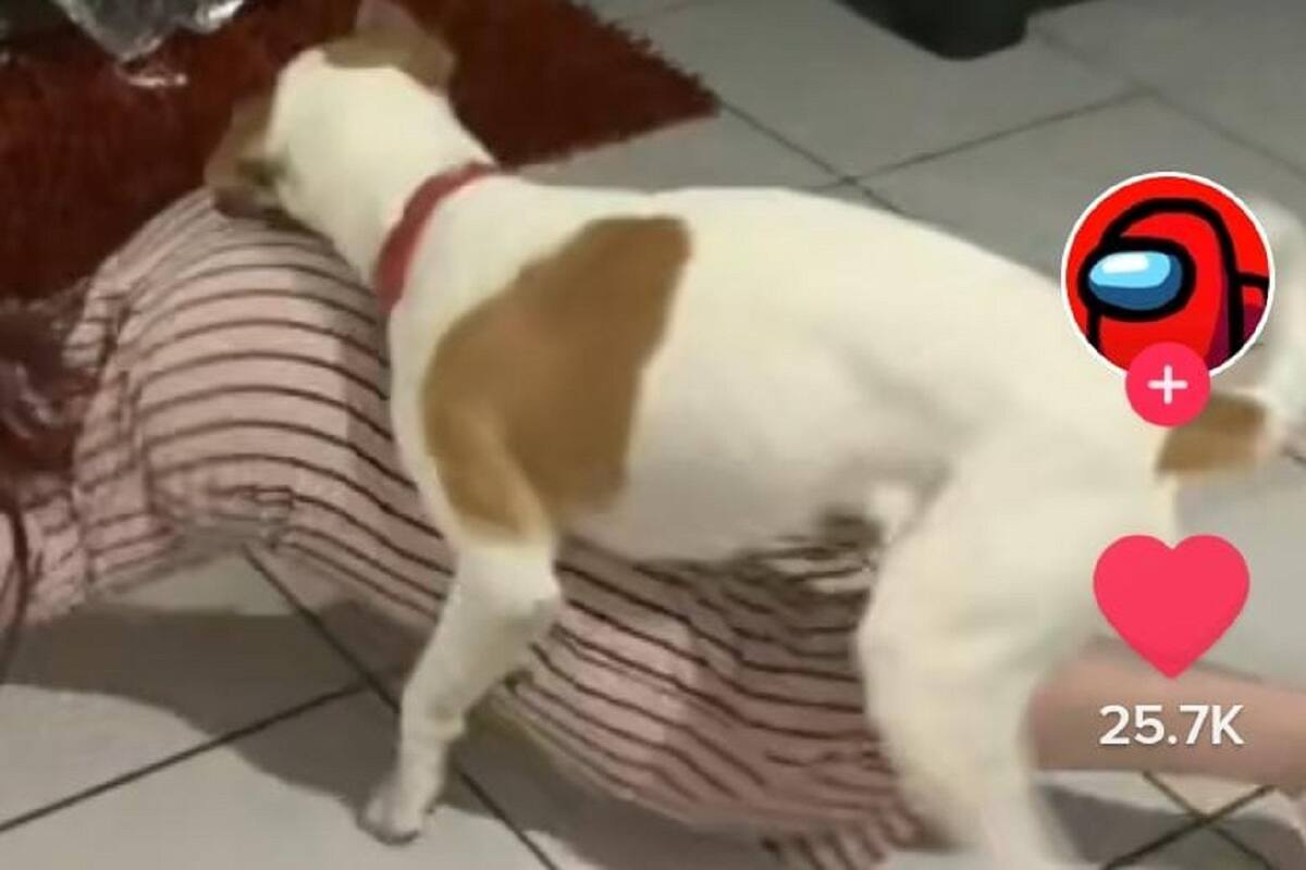 “Tiktoker” intenta realizar el “Anitta Challenge” y se le termina montando su perrito