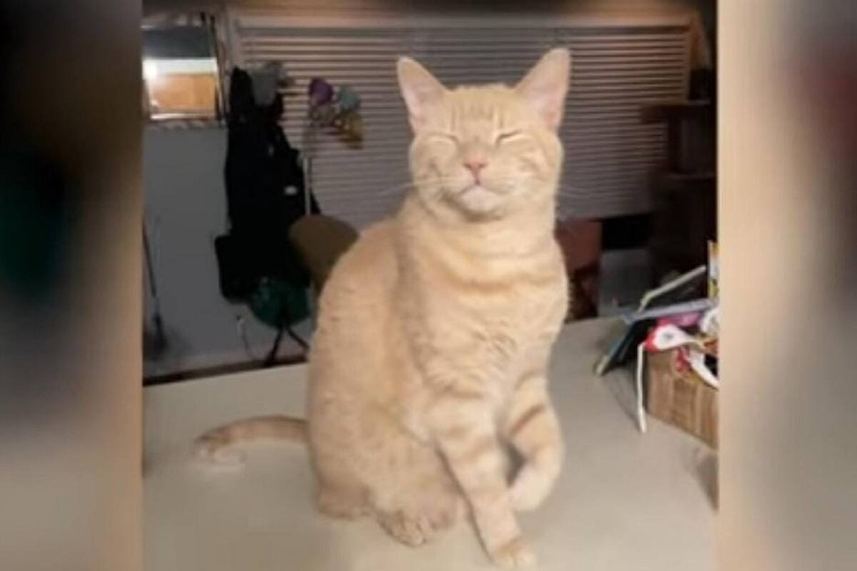 Gatito finge estar lastimado de una de sus patas para llamar la atención de su dueña