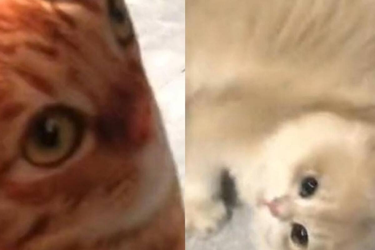 TikTok: Así reaccionó este gato al ver un cojín con forma de “michi”